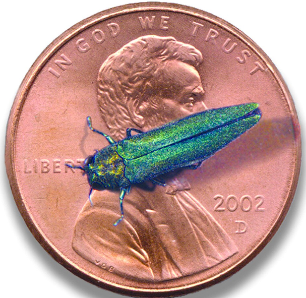 Ash Borer