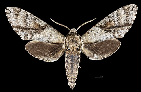 Ash Sphinx - Pestipedia