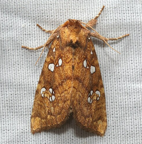 Ash-tip Borer Moth - Pestipedia