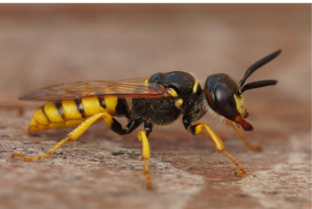 Ashmead Digger Wasp - Pestipedia