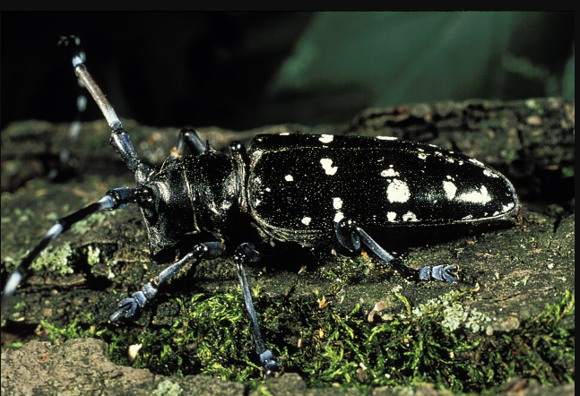 Asian Longhorned Beetles