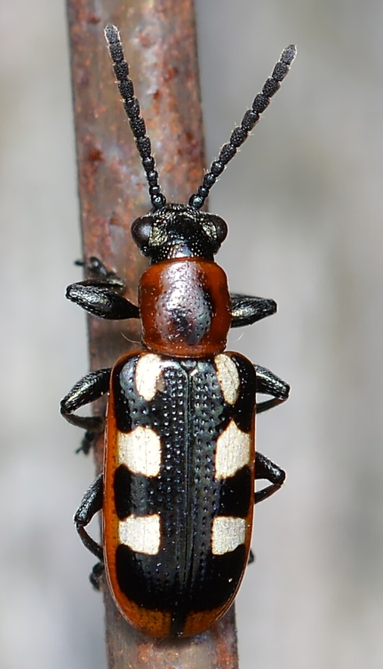 Asparagus Beetles
