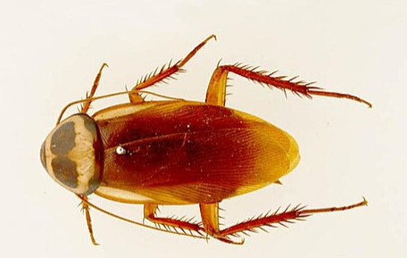 Australian Cockroach