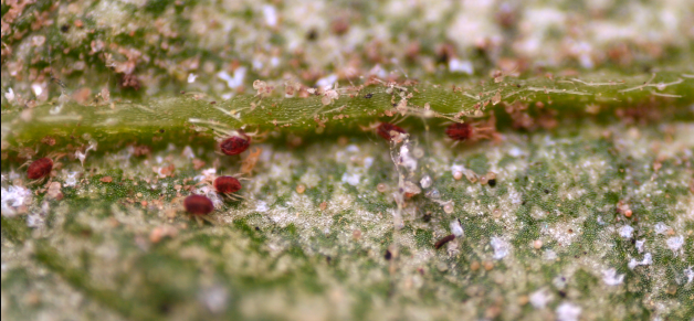 Autumn Spider Mites