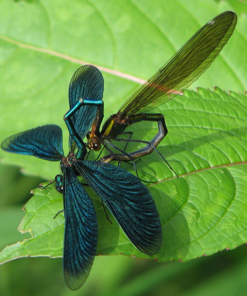 Azure Jewelwing - Pestipedia