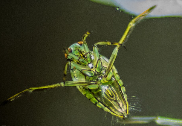 Backswimmer - Pestipedia