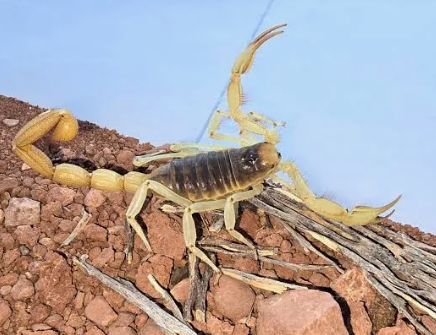 Giant Desert Hairy Scorpionl