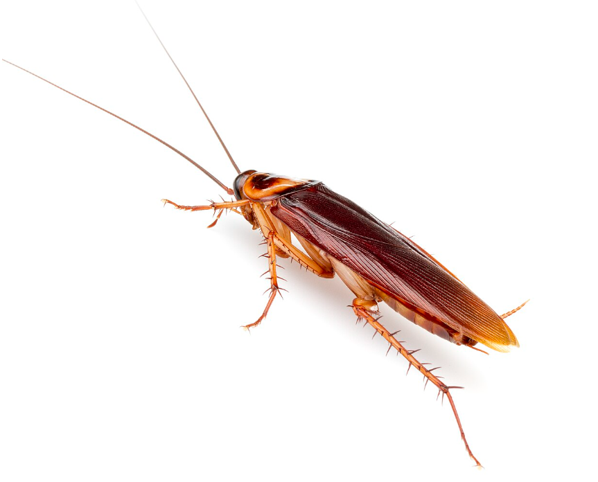 American Cockroach