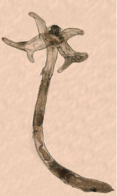 Anchor Worm