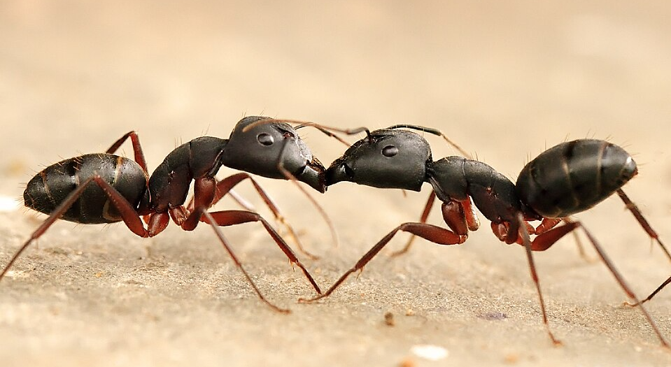 Ants