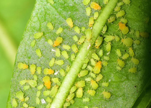 Aphids