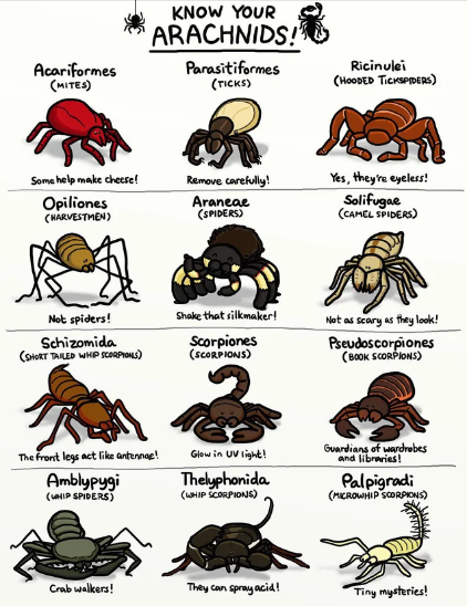 Ants