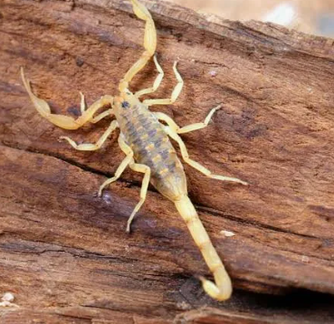 Arizona bark scorpion