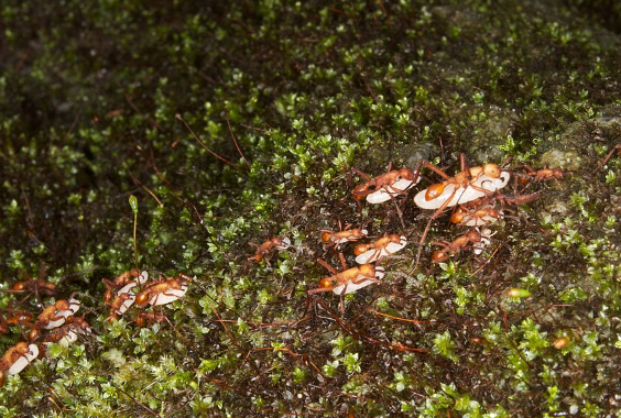 Army Ants