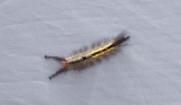 Armyworm