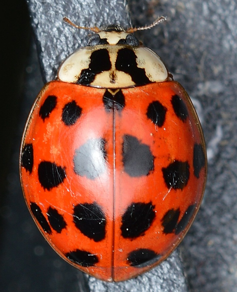 Asian Lady Beetles