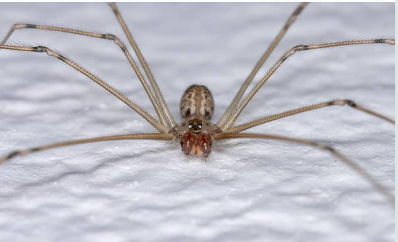 Psycho Spiders