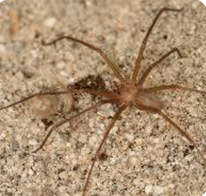 desert recluse spiders