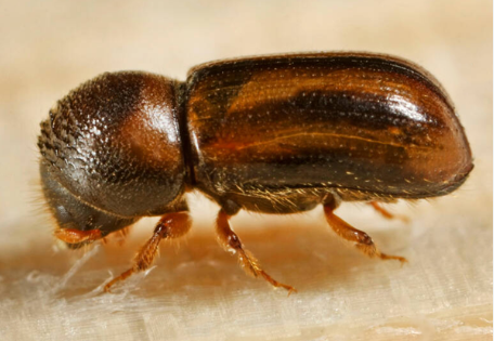 Ambrosia Beetles - Pestipedia