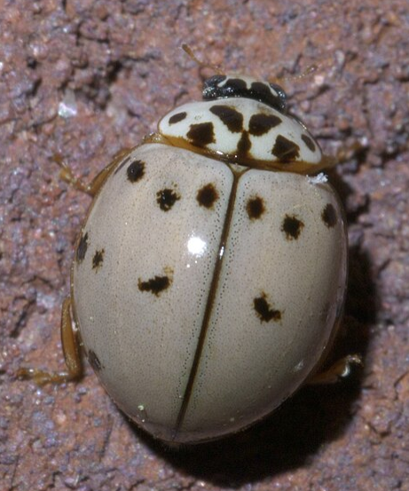 Ashy Gray Lady Beetle