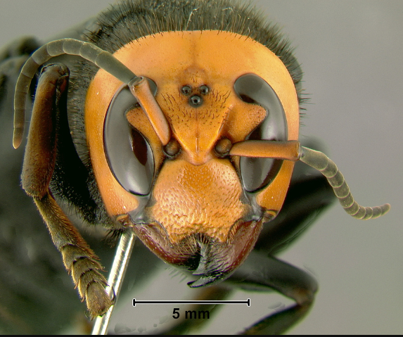 Asian Giant Hornet - Pestipedia