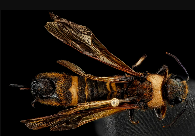 Asian Horntail - Pestipedia