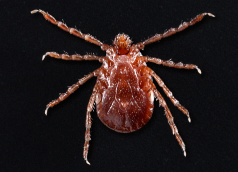 Asian Longhorned Tick - Pestipedia