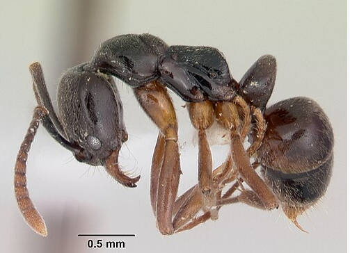 Asian Needle Ant - Pestipedia