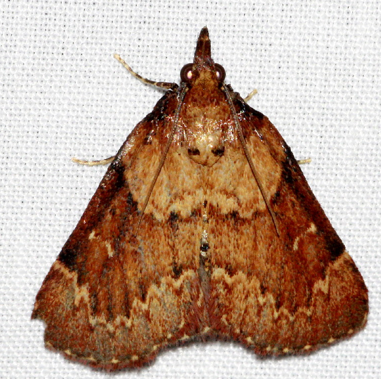 Asimina Webworm Moth - Pestipedia