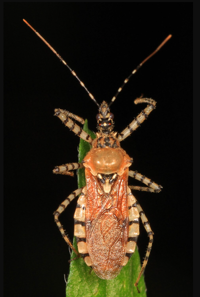 Assassin Bug Pselliopus cinctus - Pestipedia