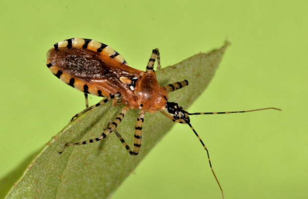 Assassin Bug Pselliopus modesta - Pestipedia