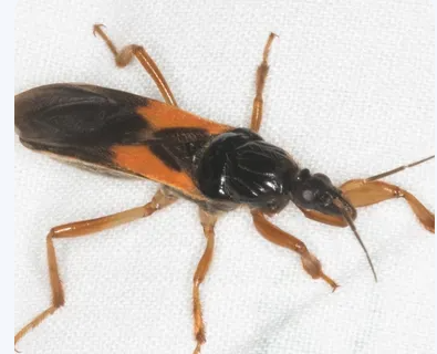 Assassin Bug Sirthenia carinata - Pestipedia