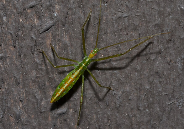 Assassin Bug Zelus luridus - Pestipedia