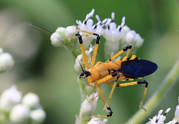 Assassin Bug - Pestipedia