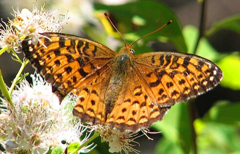 Atlantis Fritillary Butterfly - Pestipedia