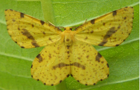 Attentive Crocus Moth - Pestipedia
