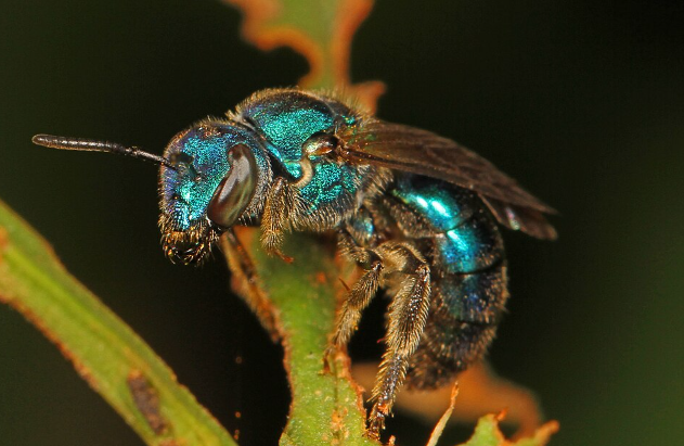 Augochlora Sweat Bee - Pestipedia