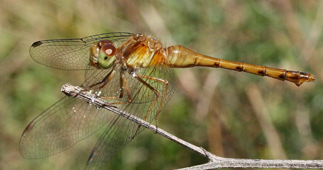 Autumn Meadowhawk - Pestipedia