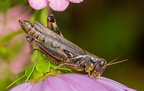 Aztec Spur-throat Grasshopper - Pestipedia