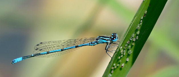 Azure Damselfly - Pestipedia