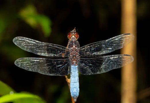 Azure Skimmer Dragonfly - Pestipedia