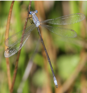 Azure Spreadwing - Pestipedia