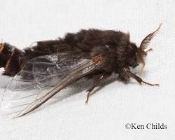 Banded Alder Borer Beetle - Pestipedia