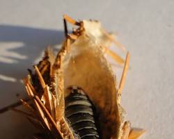 Banded Argiope Spider - Pestipedia