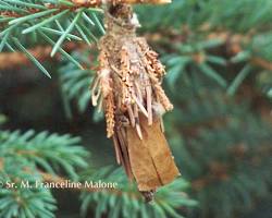 Banded Ash Borer - Pestipedia