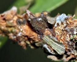 Banded Hickory Borer - Pestipedia