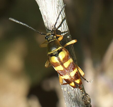 Banded Longhorn Beetle - Pestipedia