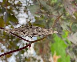 Banded Net-winged Beetle - Pestipedia