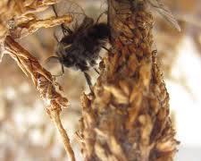 Banded Thrips - Pestipedia