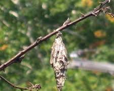Banded Tussock Moth - Pestipedia